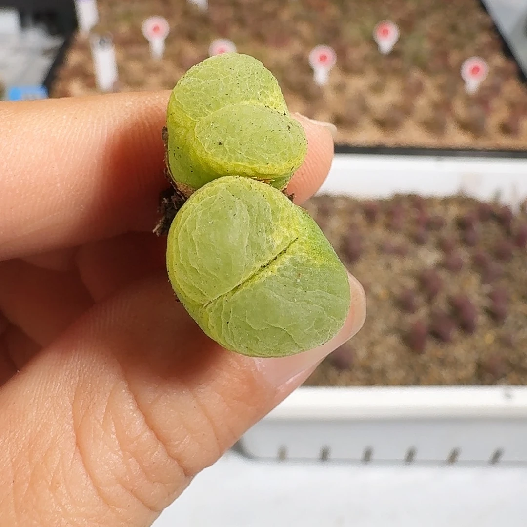 多肉植物福利风铃297