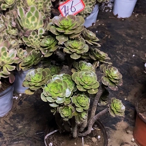 彩***使灰愿意老桩捧花216号