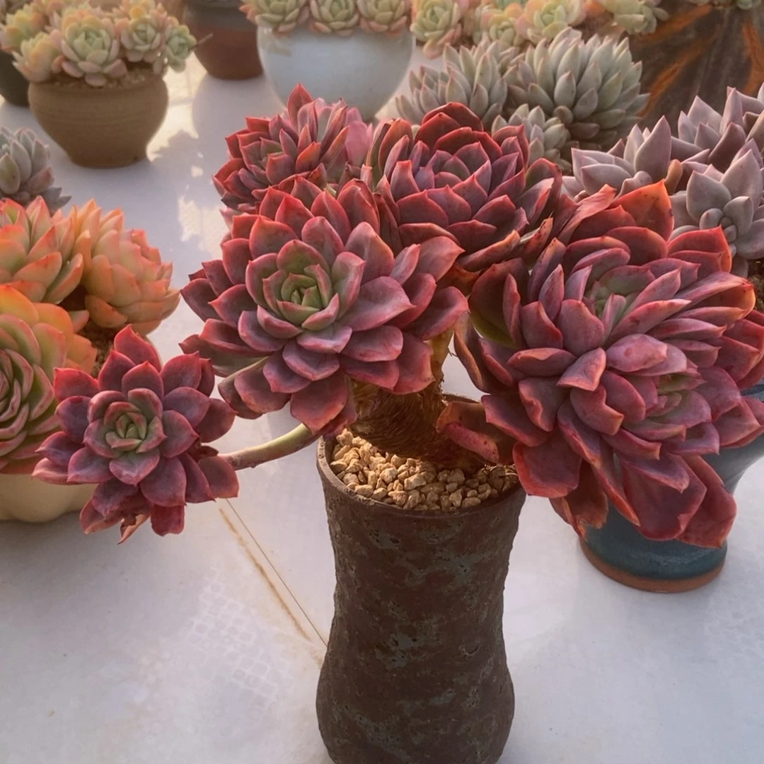 绮罗多肉多肉多肉多肉