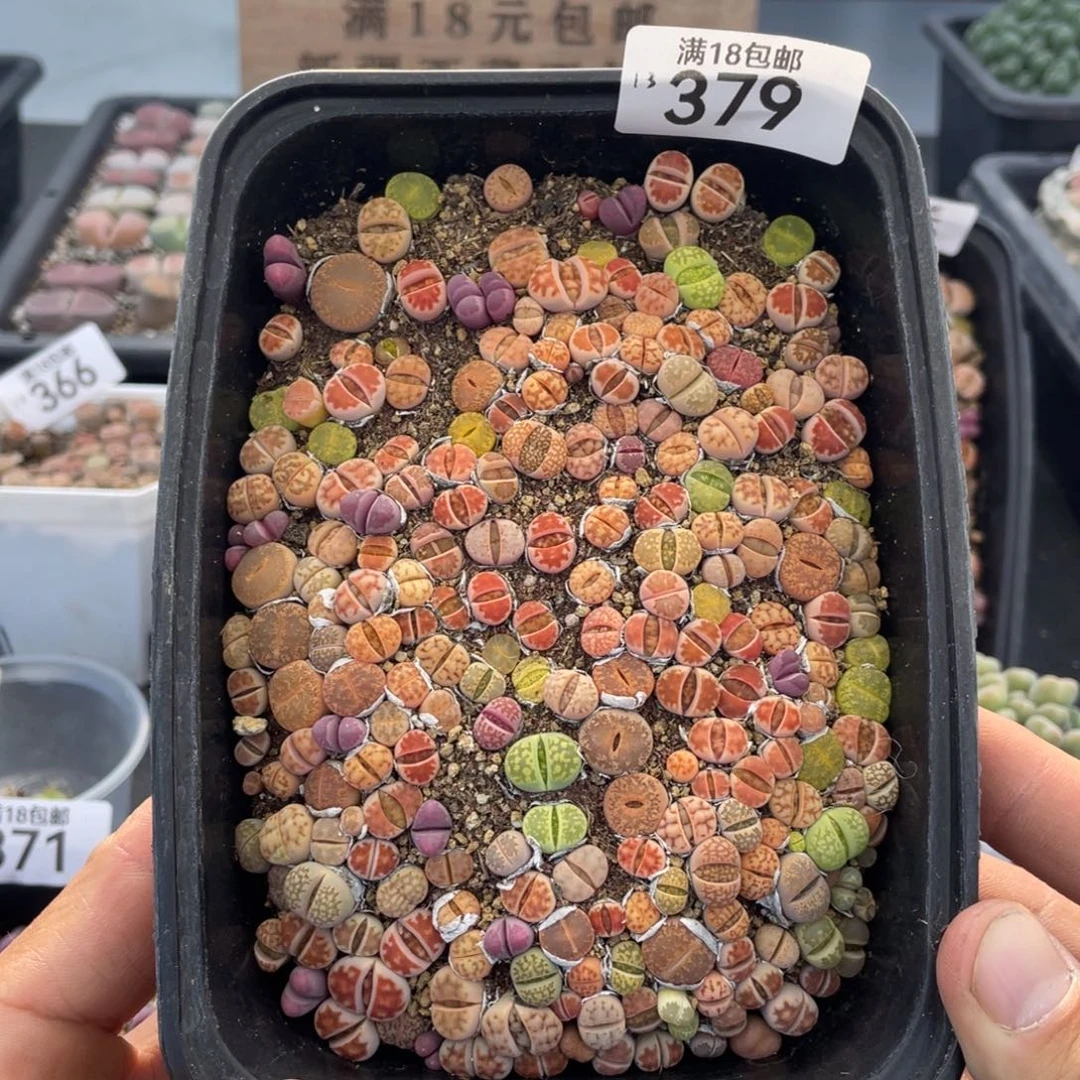 红陶0000000000000000379