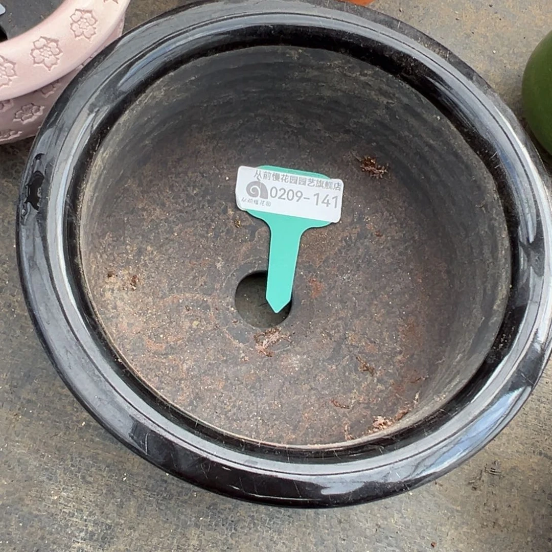 君*多肉一物一拍0209-141