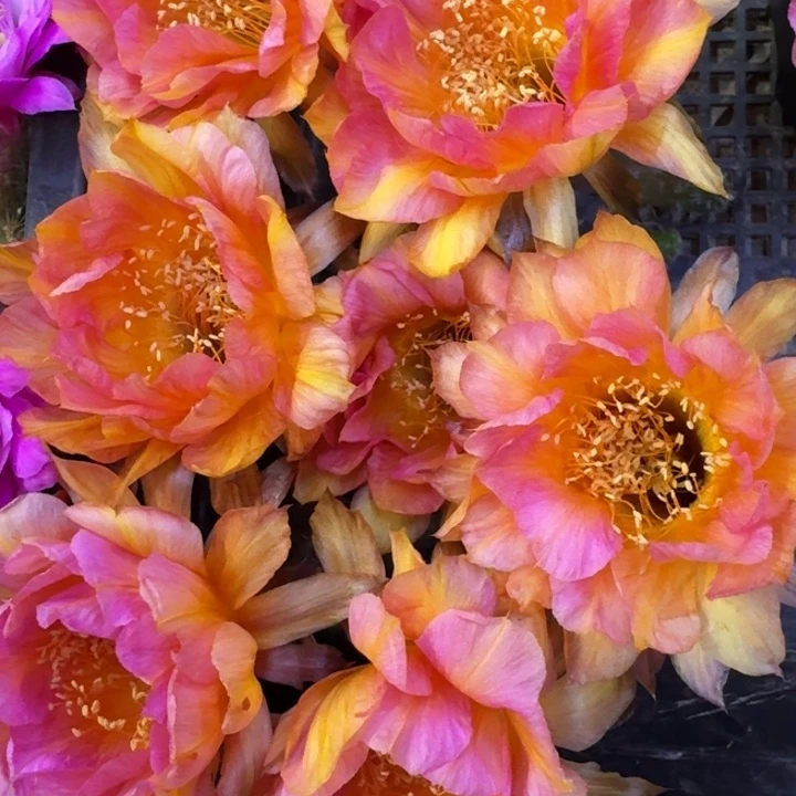 33彩草火焰莲花歪4公分左右无根侧牙，20包邮