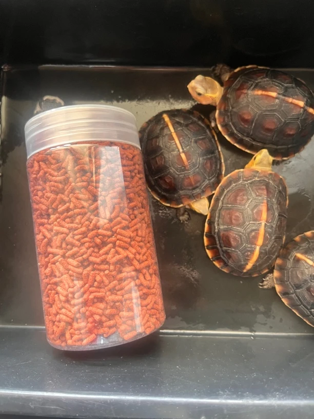 黄缘发色龟粮一瓶直播间福利130克左右适用于所有龟观赏龟