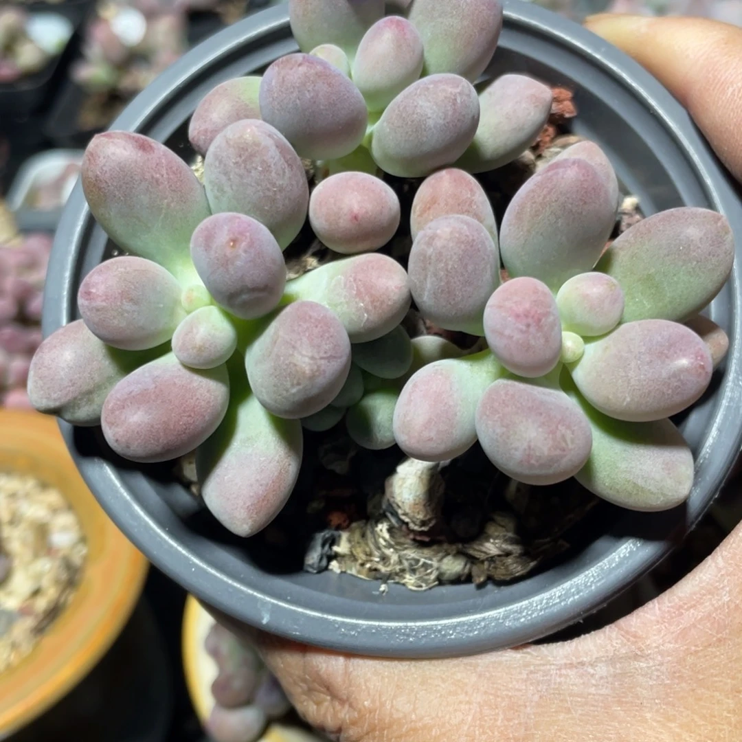 桃花奶酪多肉植物