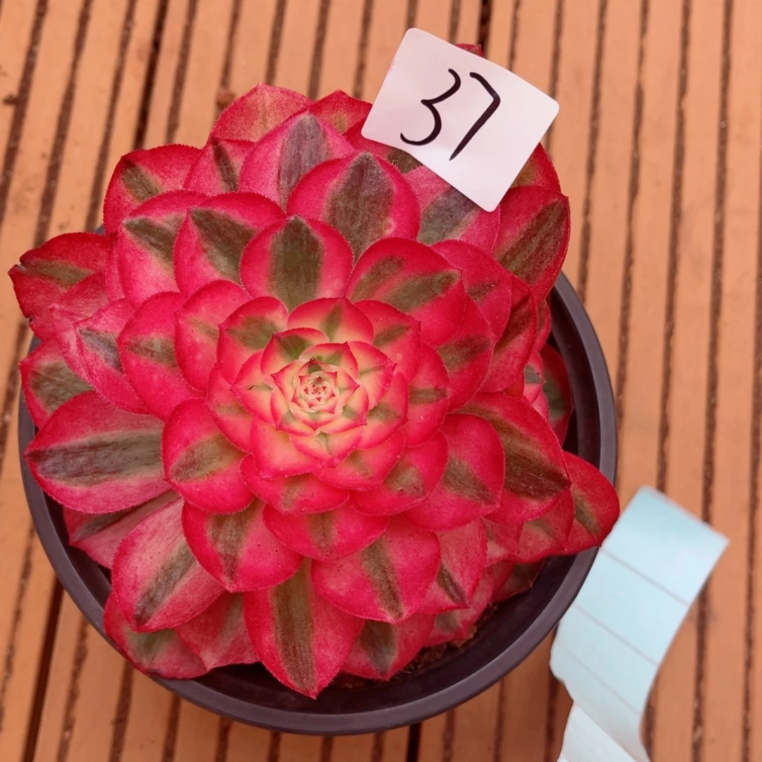 一物一拍多肉法师37