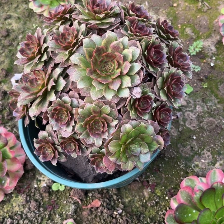 多肉植物老庄法师