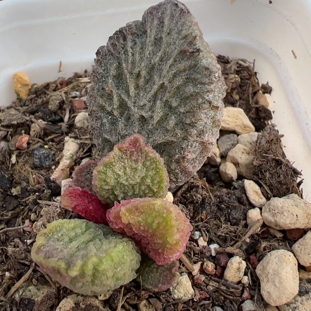 大鱼海棠带倒刺多肉植物