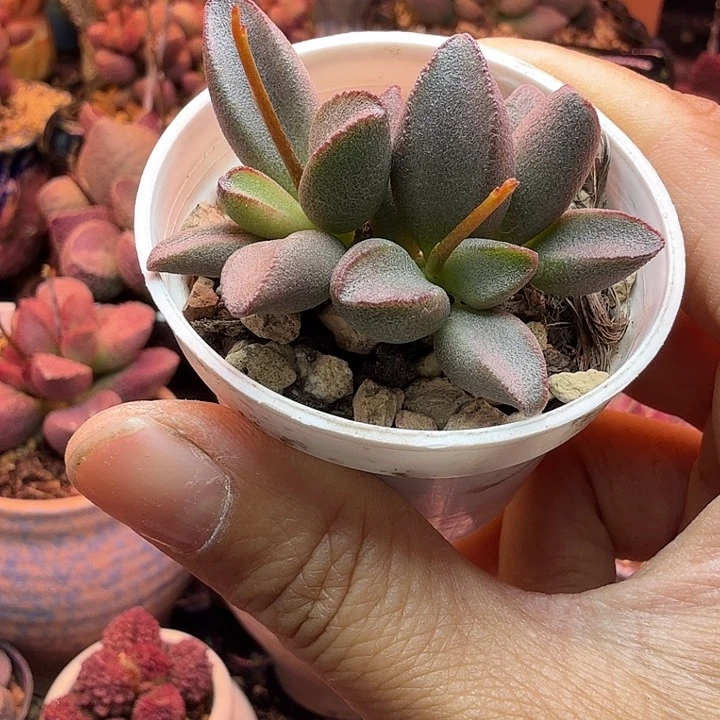 晏*藤水蜜桃的味道真的是太好