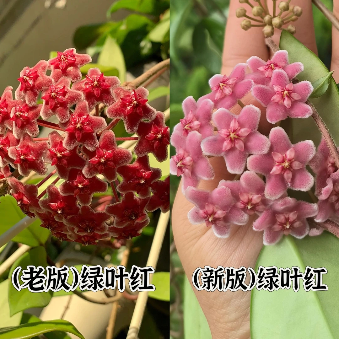 【绿叶红】绿叶红球兰四季爬藤办公室垂吊开花盆栽懒人必备阳台花卉
