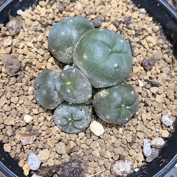 孤品实生6头海鲜新年福利