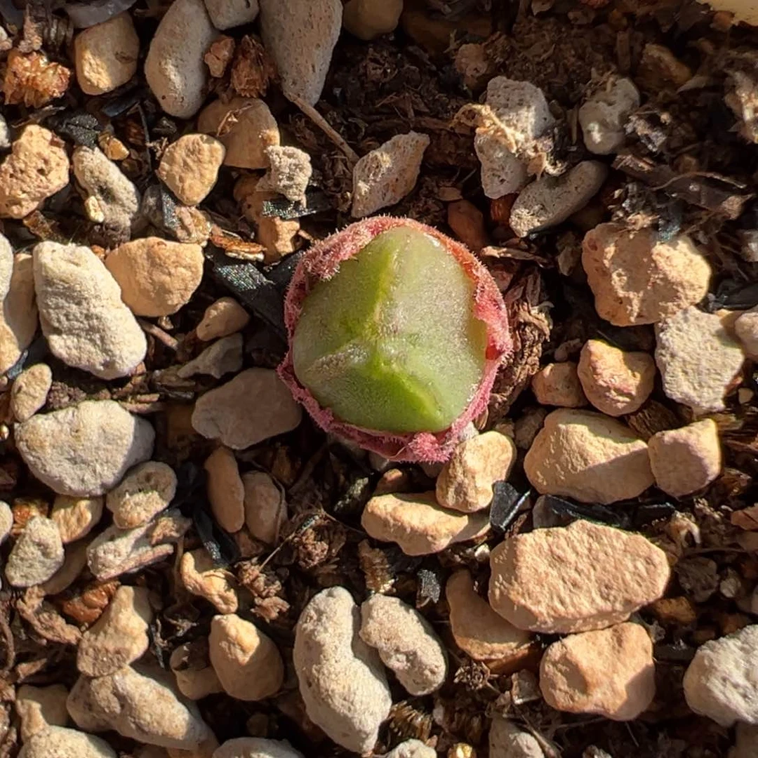 2号链接后代 多肉植物多肉植物