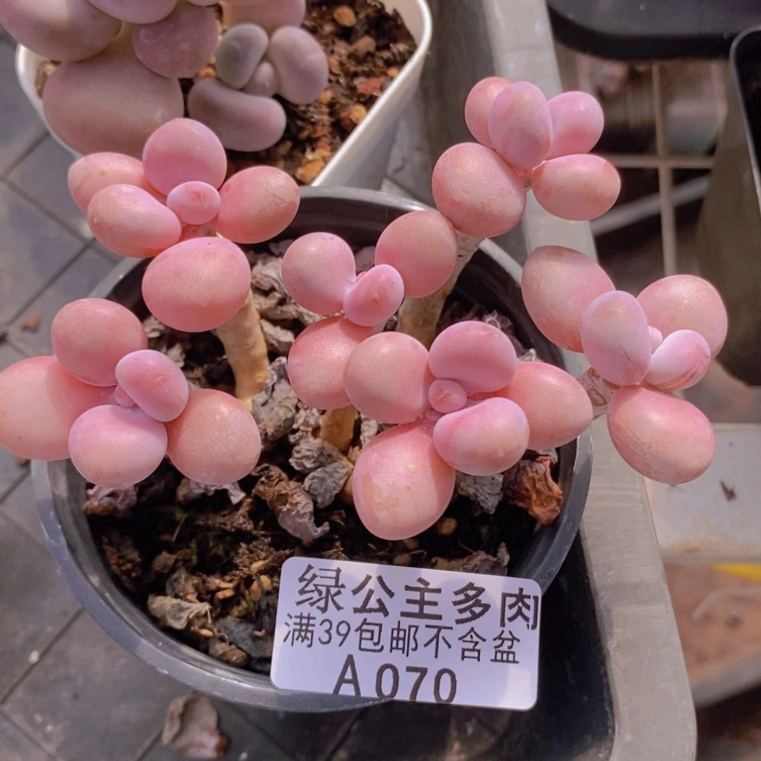 糖果桃蛋老桩10cm070多肉植物