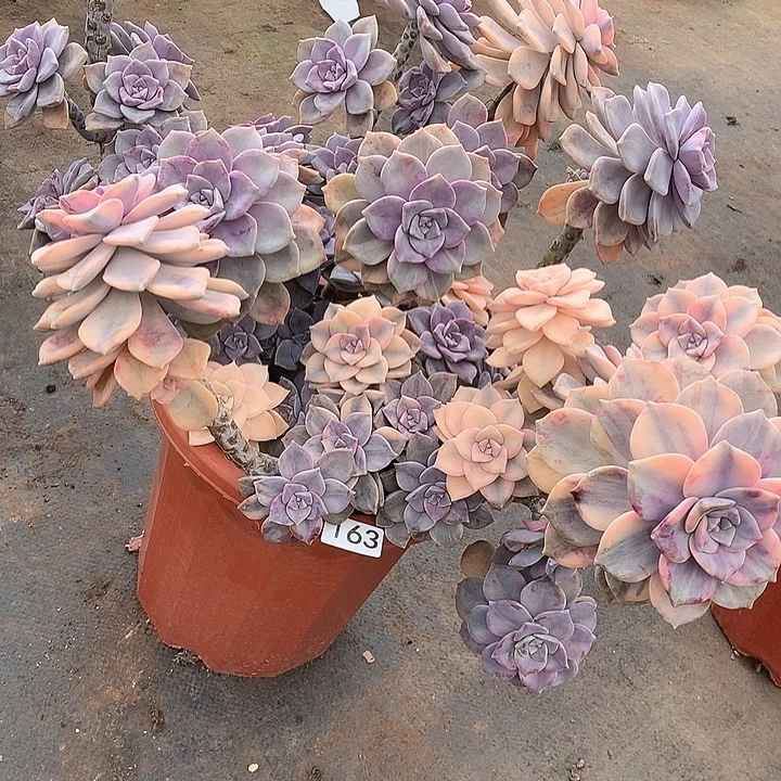 163紫乐锦 脱土 物流自理