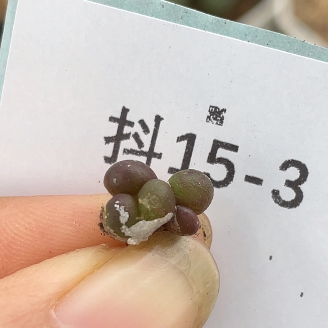 15-3紫葡萄多肉植物