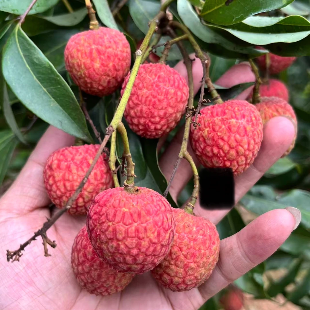 【广东省外拍】白糖罂荔枝清甜核小高州当季水果现摘冷链发货农家种