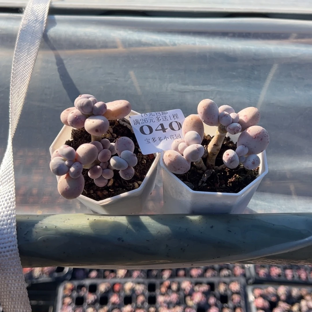 ****.040号奶酪两颗一物一拍