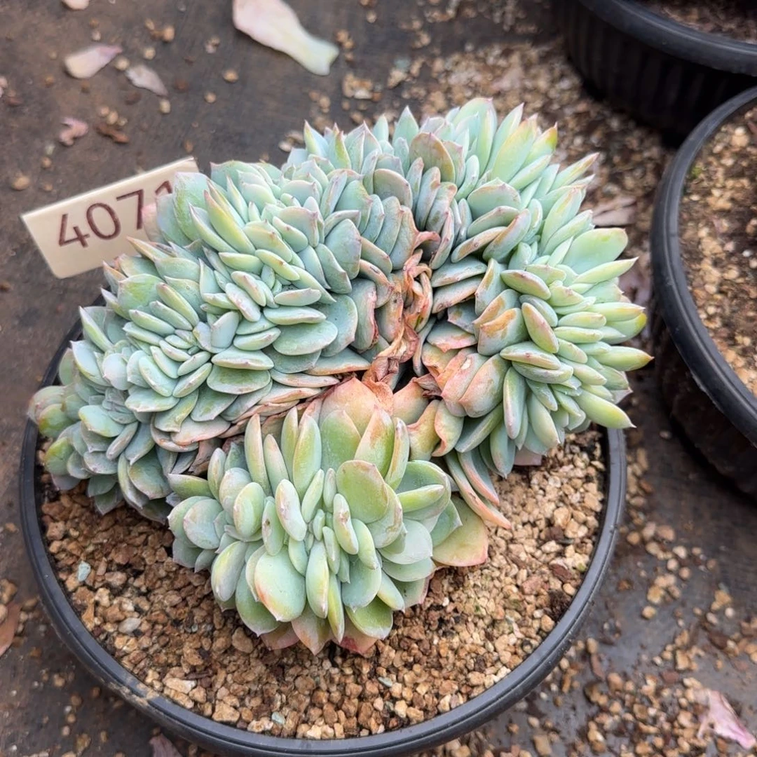 H***、4071。     白凤缀