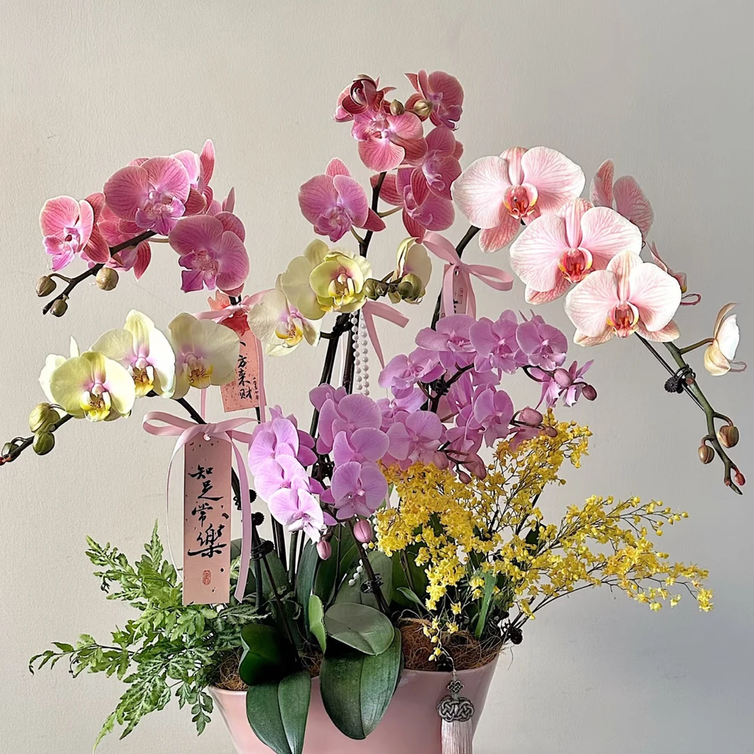 蝴蝶兰混发品种混发不备注