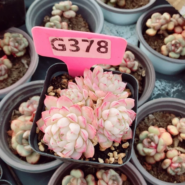 甜***。女王7cm不包整群