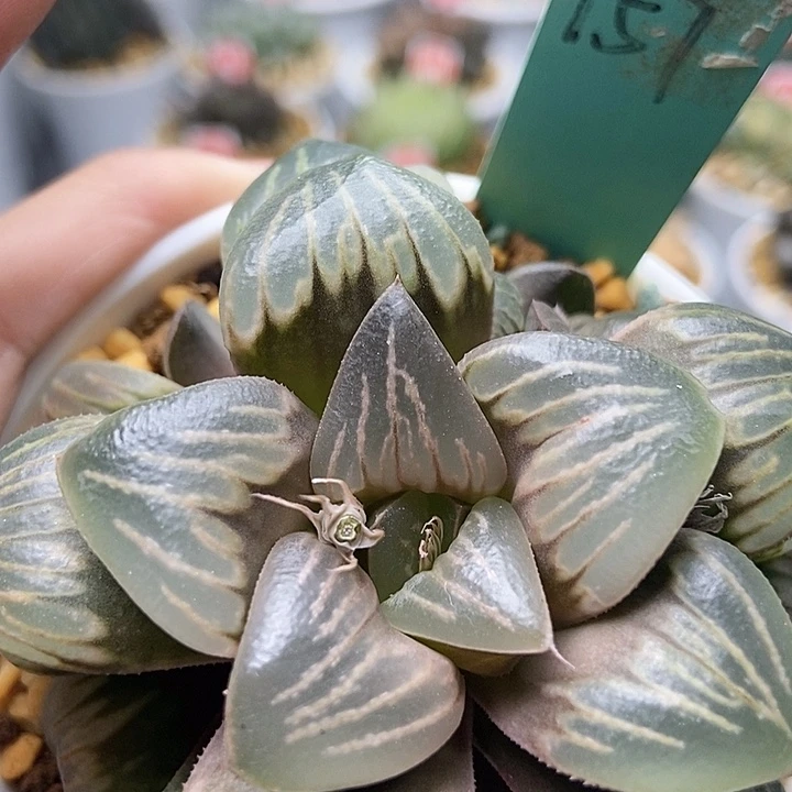 水晶银龟15711111111