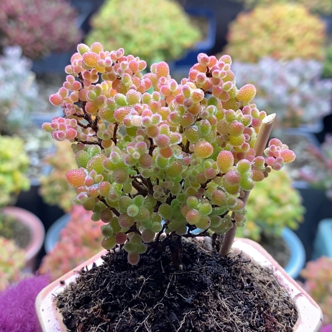 309蜜橘糖球 。