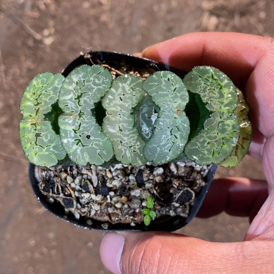 一颗大年份玉扇 零差评 周末整点福利