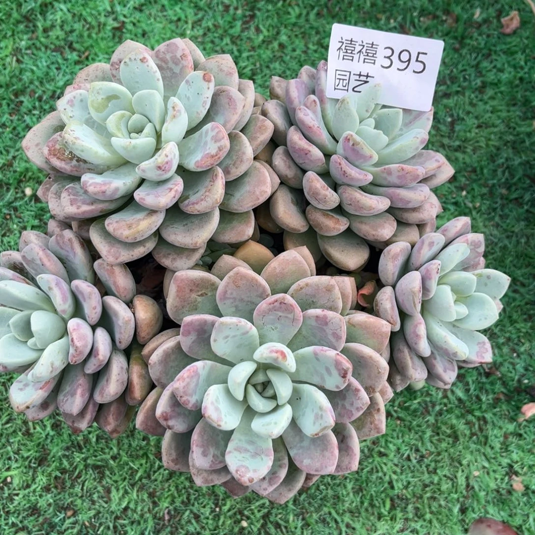 395花瓣露多肉植物多肉