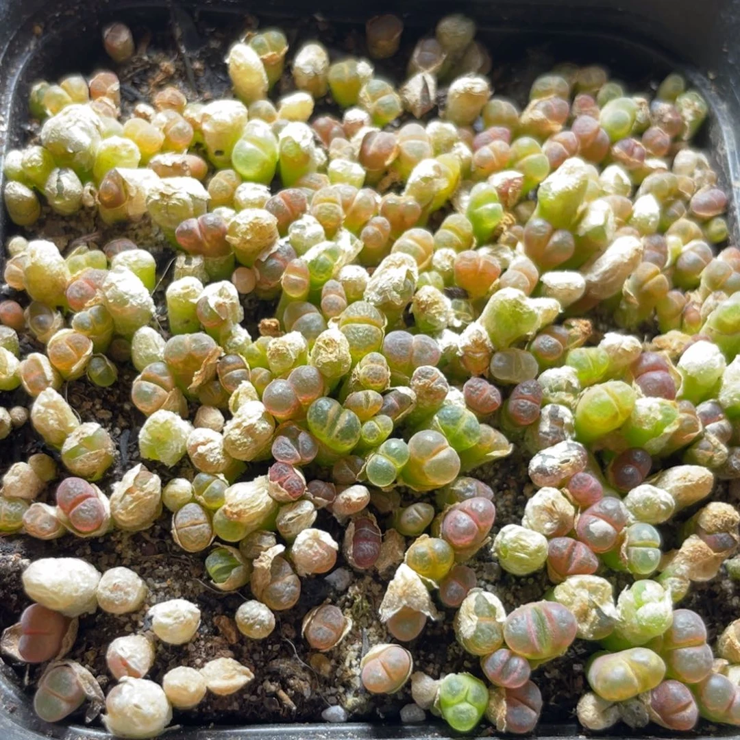 今晚大盆特价更新～35