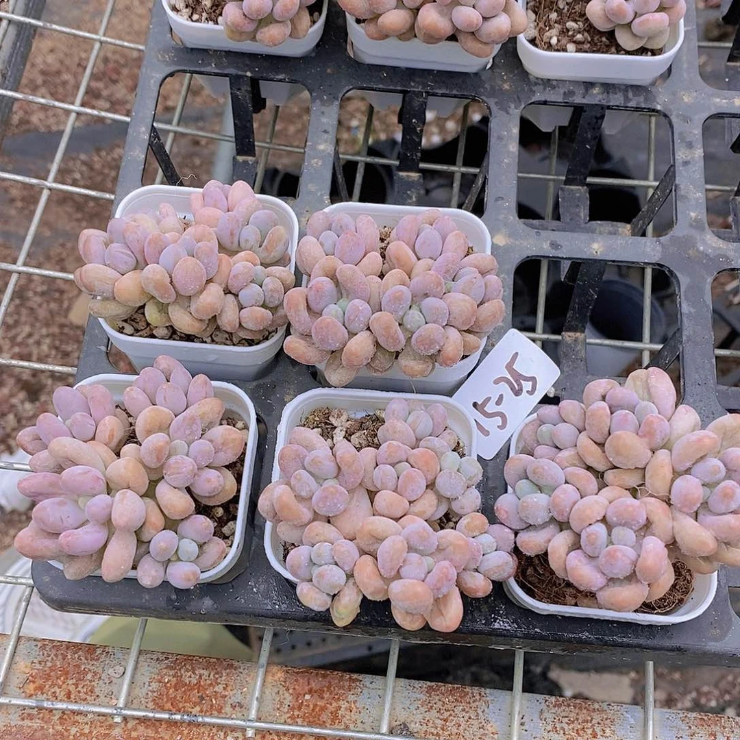 15-25-多头小汤圆福利一颗量拍