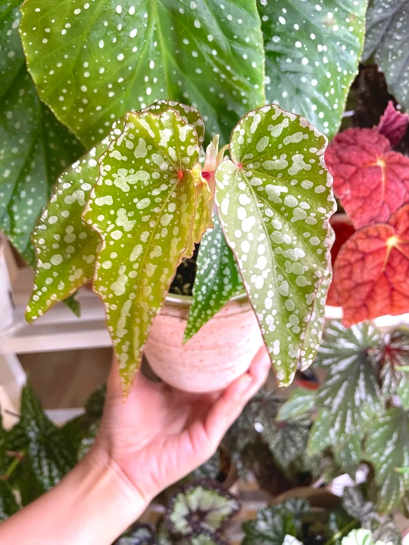 星秋海棠室内观叶植物秋海棠盆栽好养