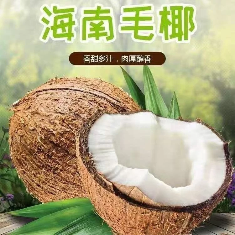 海南新鲜去皮毛椰1个装