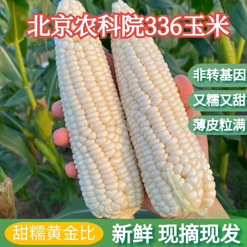 【京津冀顺丰次日达】农科糯336大兴产地带皮玉米新鲜现摘现发