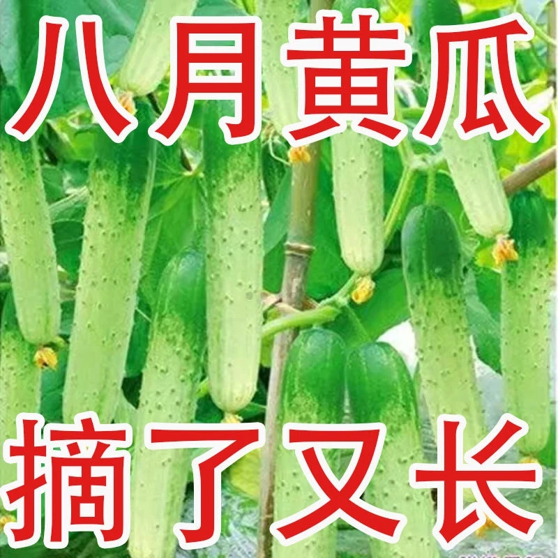 春季必种】唐山秋瓜种子秋黄瓜高产水果黄瓜阳台小院春季秋季易播