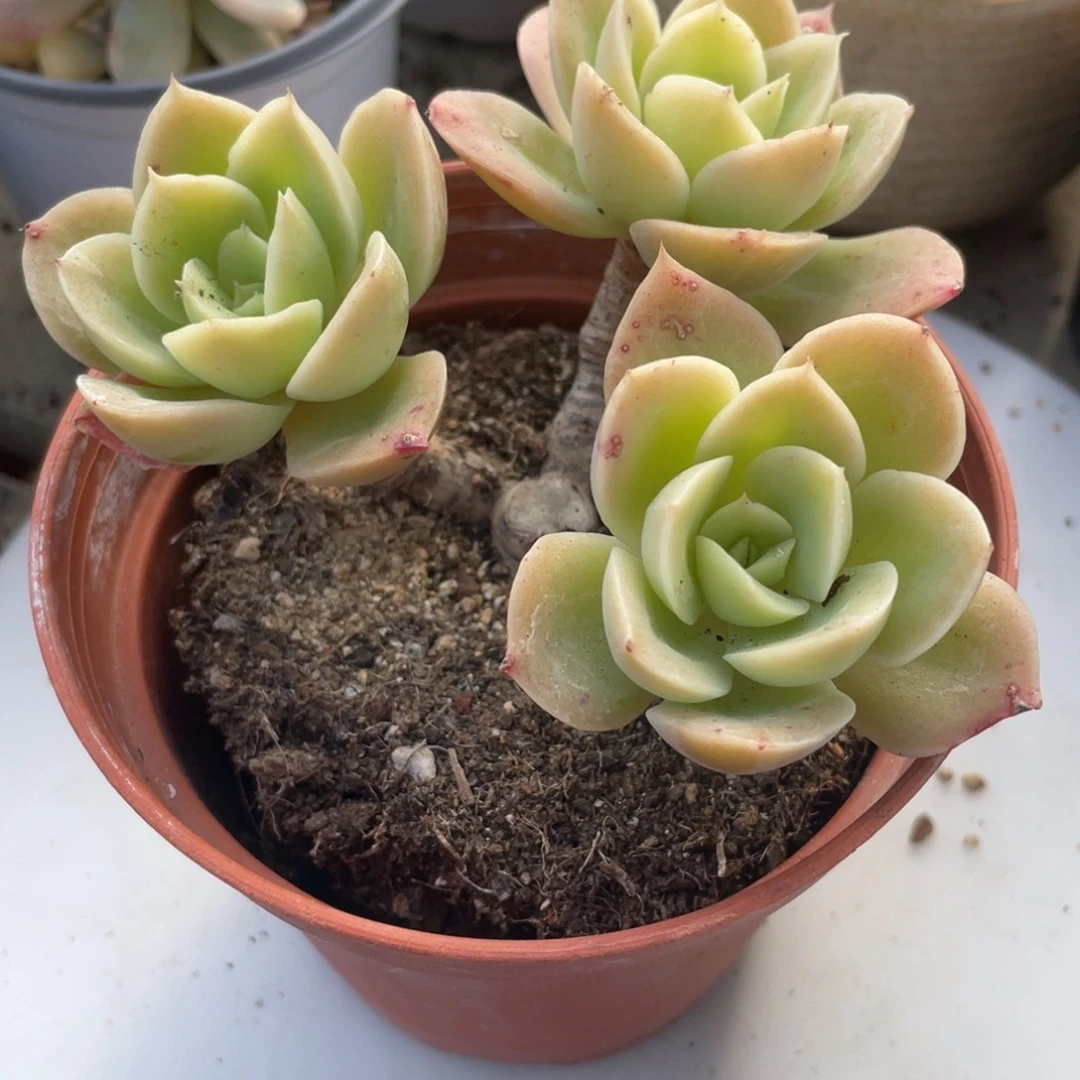 0627  星娜塔  六月六
