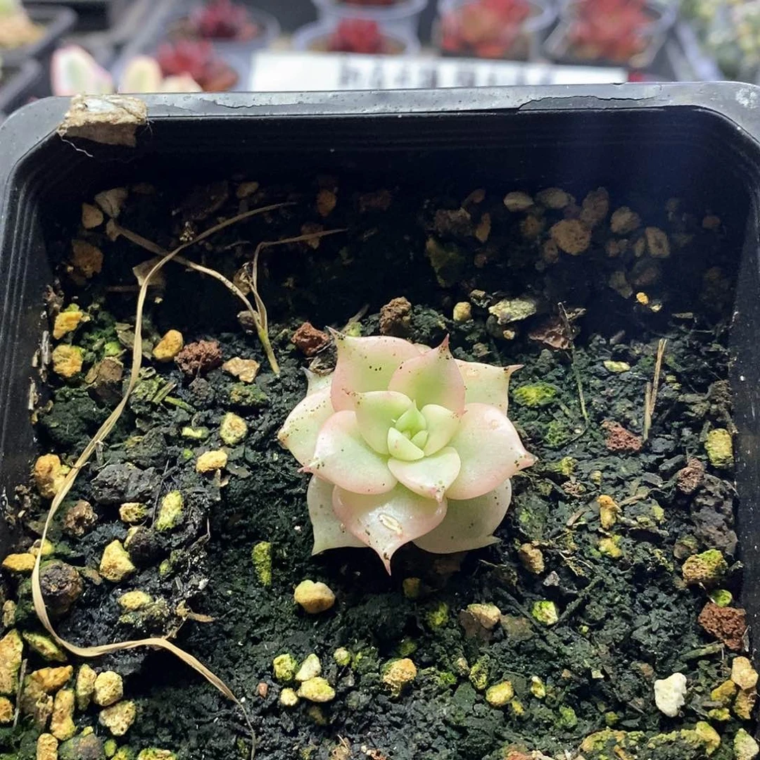 1552贝加尔湖腹轮锦