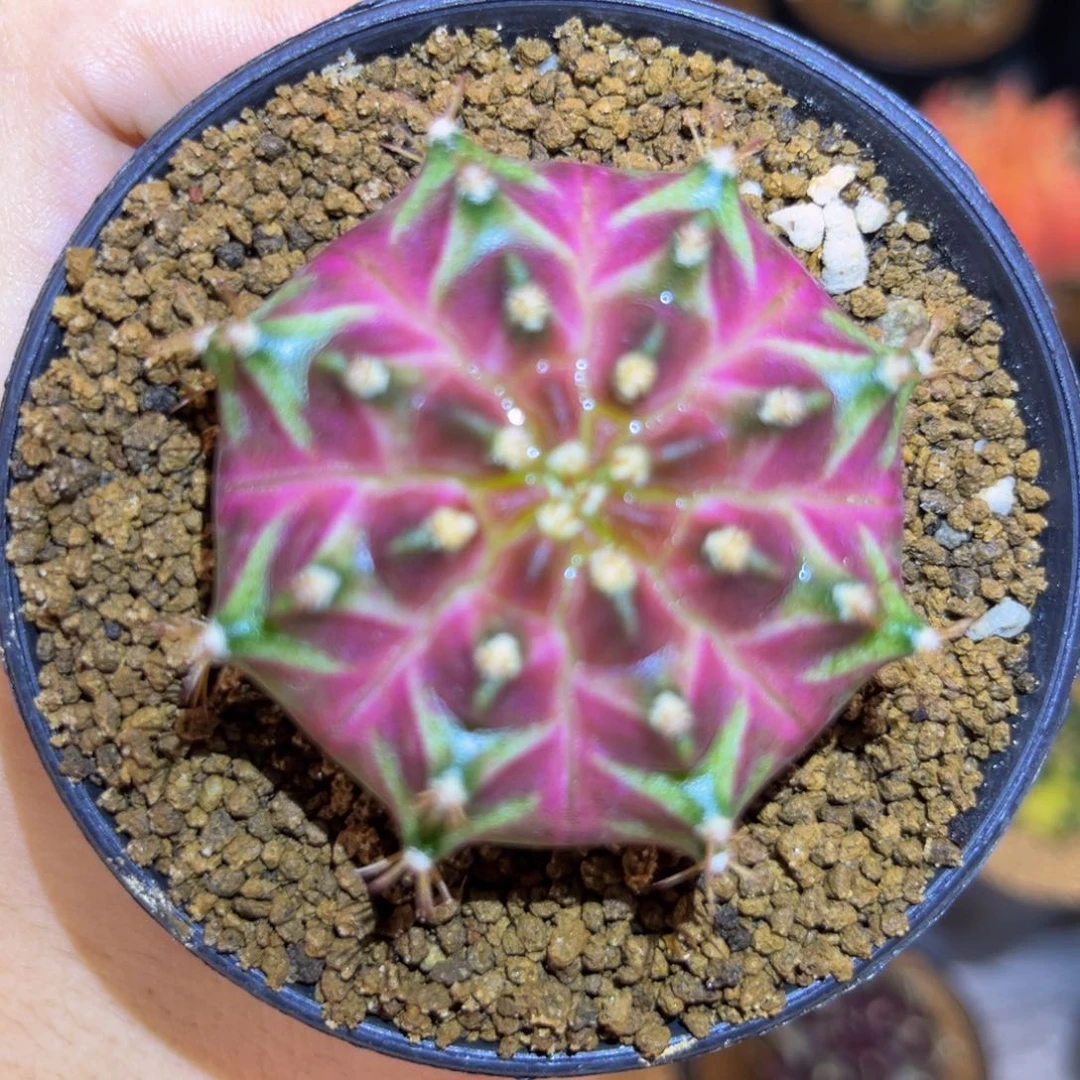 超V紫轮回 米哈仙人球