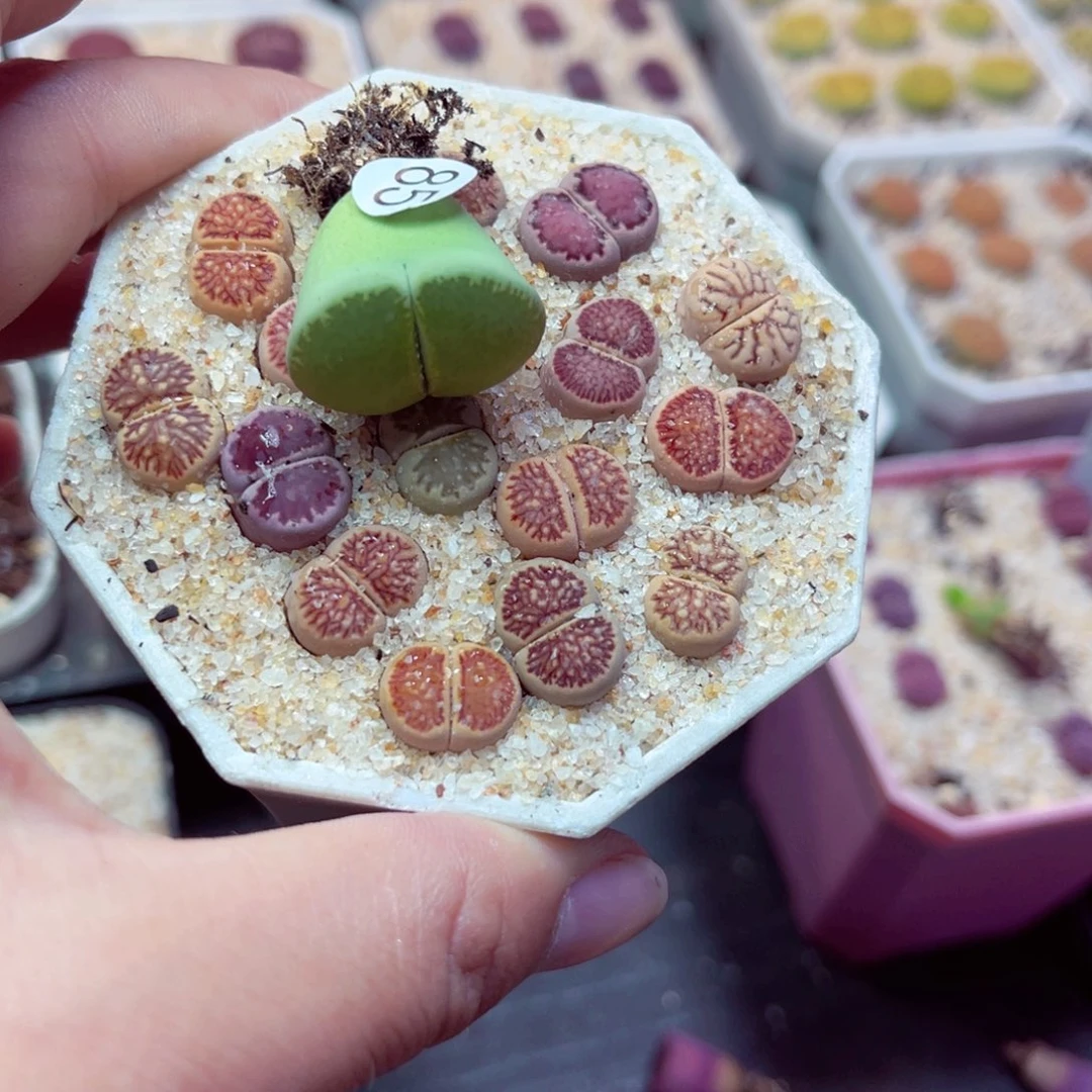 喜**85号带盆包邮发货