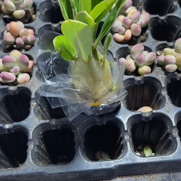 小沙漠玫瑰2.8带土发