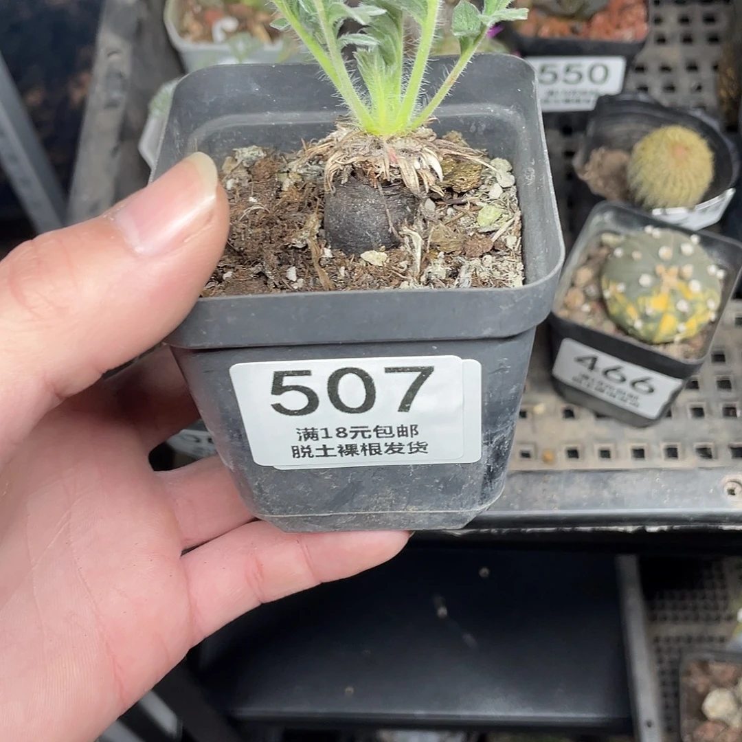 507红花洋葵（满18包邮）