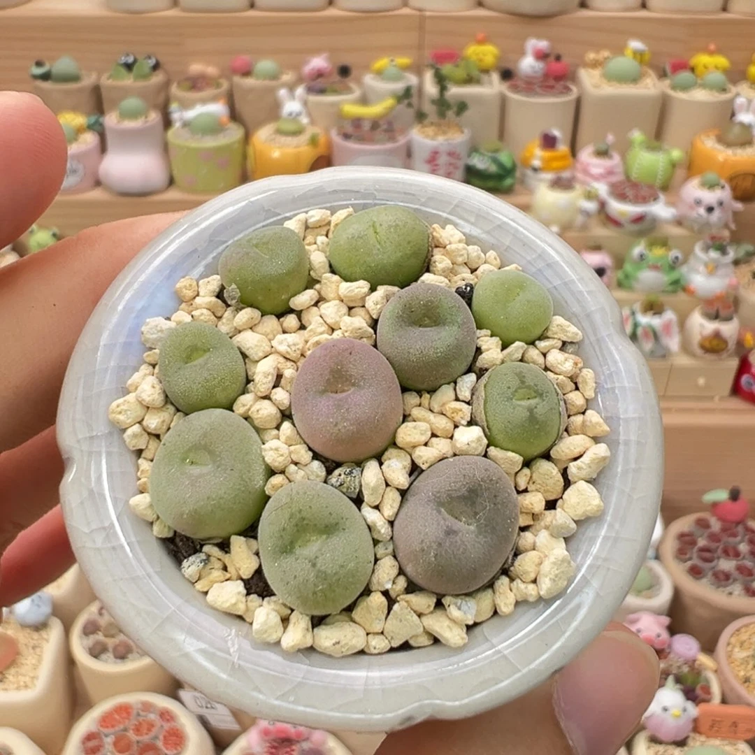 多肉植物48号空卡佛