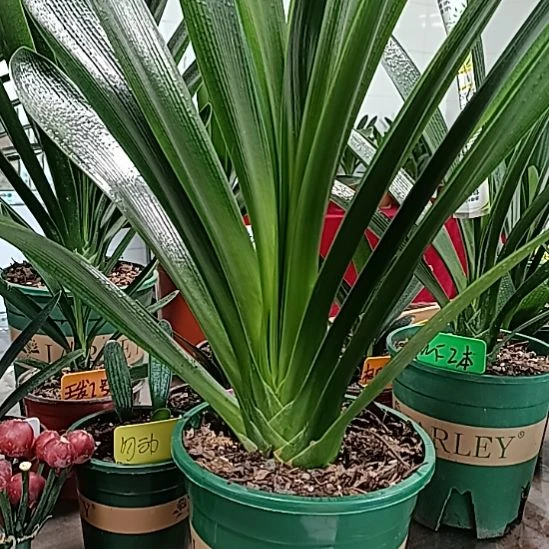 杨****霏明玉8888888888