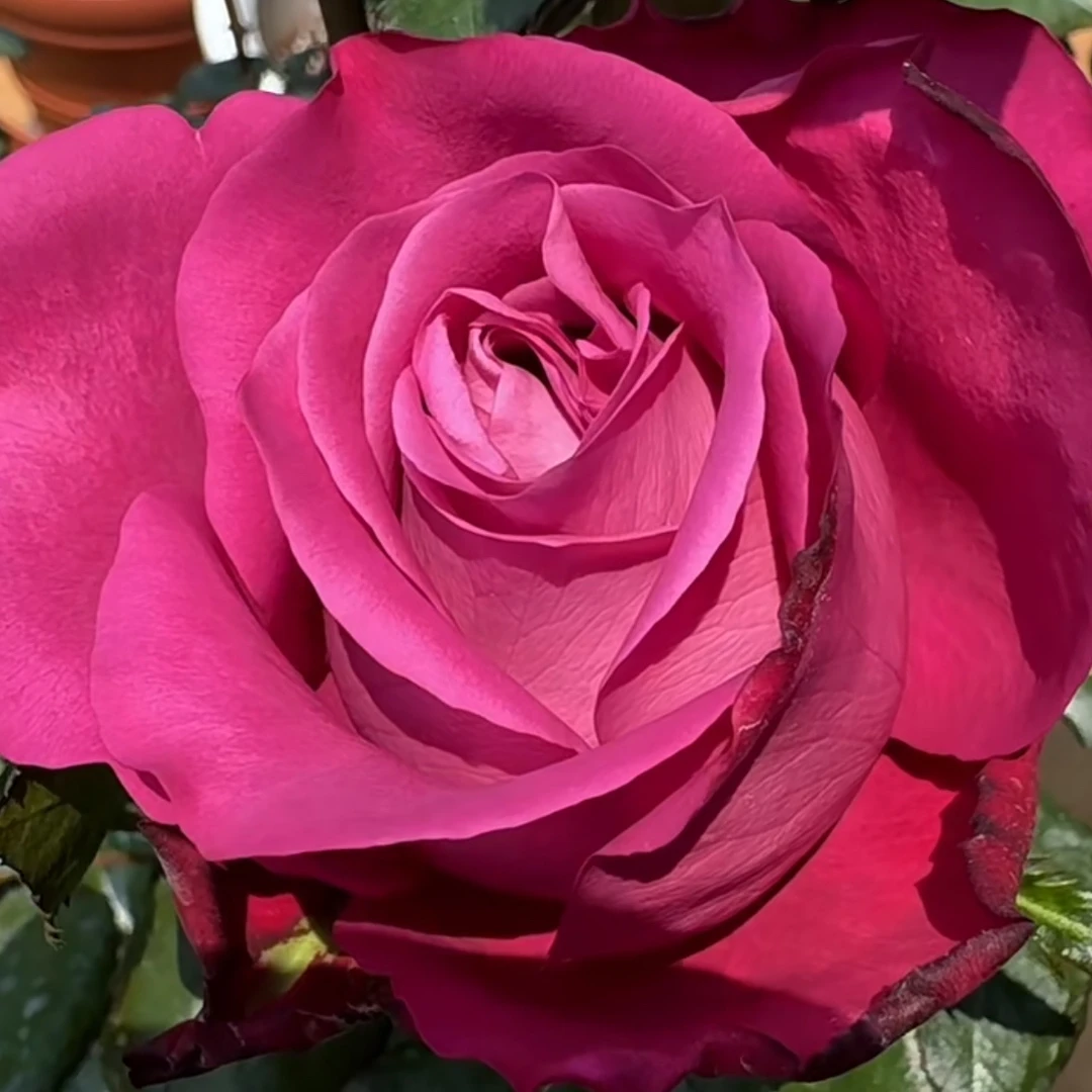 超新品切花【冰蓝】紫色高杯大切花阳台庭院月季