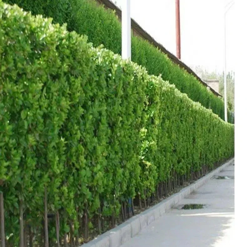 北海道黄杨树苗冬青树苗四季常青万年青庭院种植地栽篱笆围墙绿化