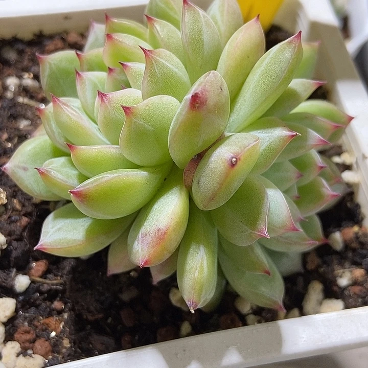 多肉植物雪花896多肉
