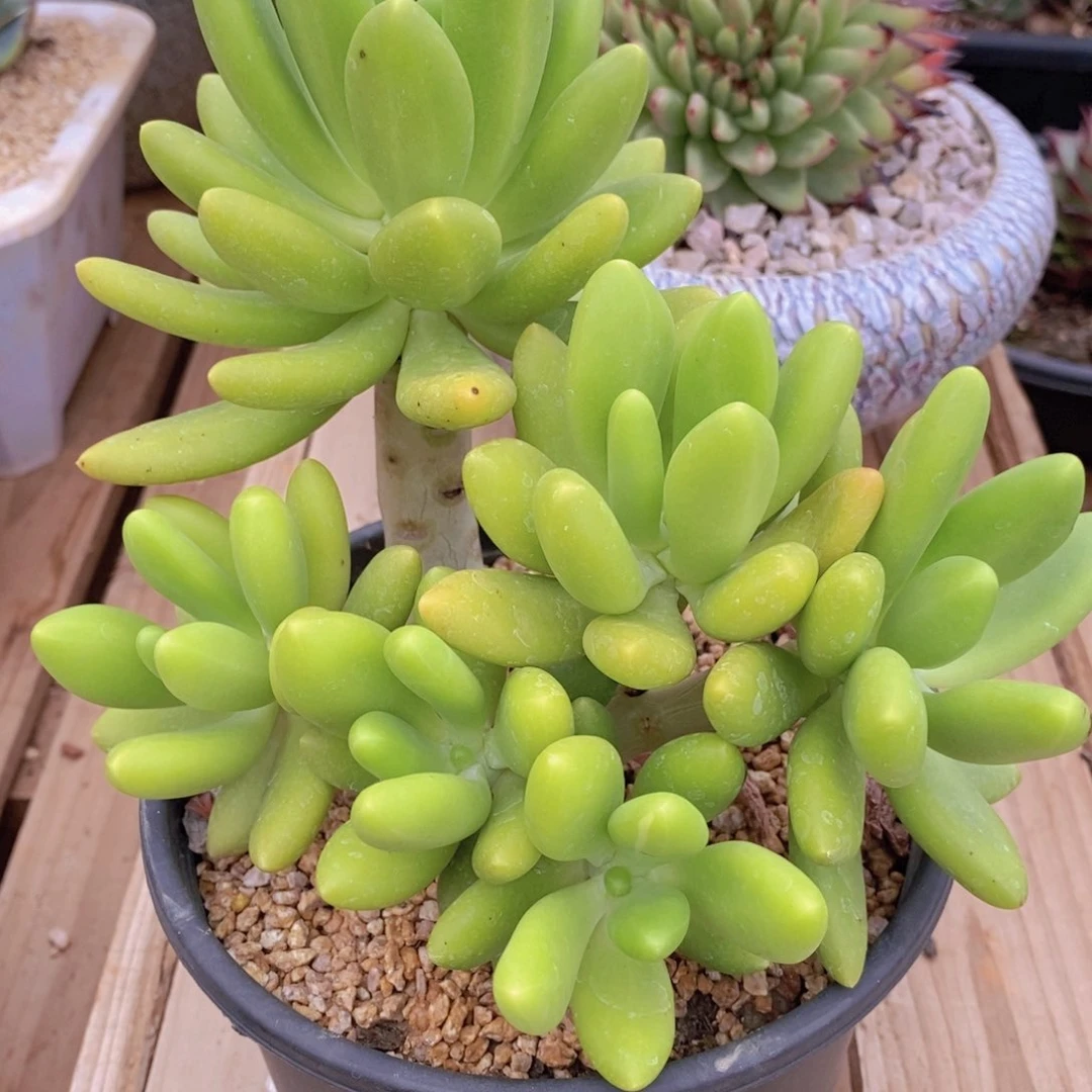 彼***花福利芒果奶7