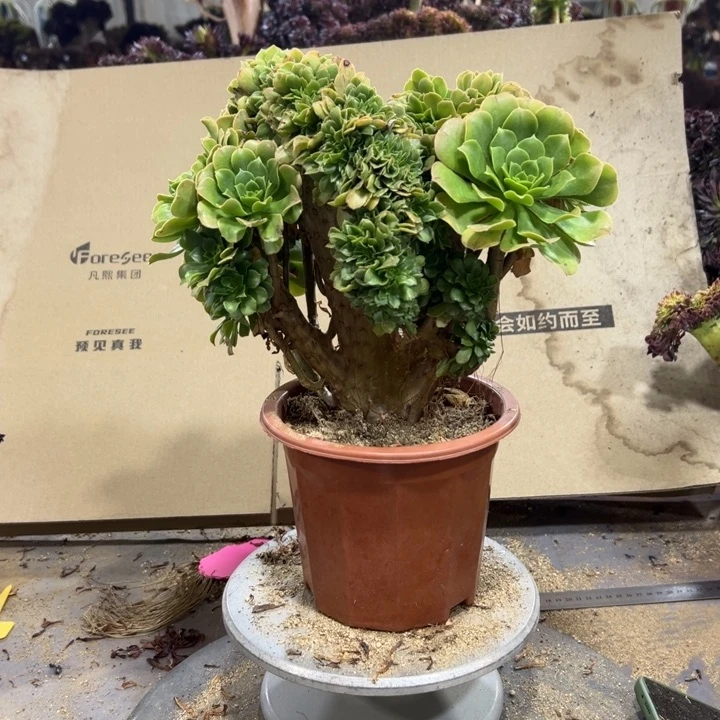 徐****）301绿羊绒多肉植物不售后