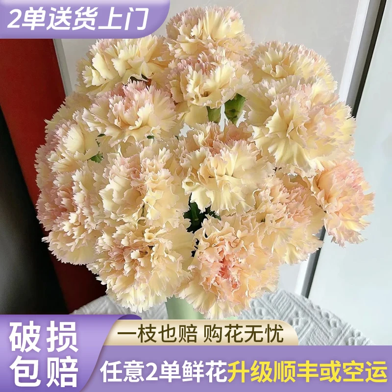 【源头优选】可可西里康乃馨-云南直发鲜花家居水养插花鲜切花