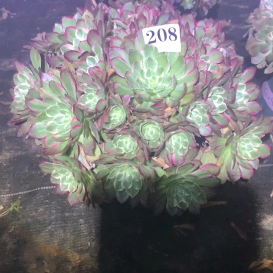 文*多肉植物海鲜208