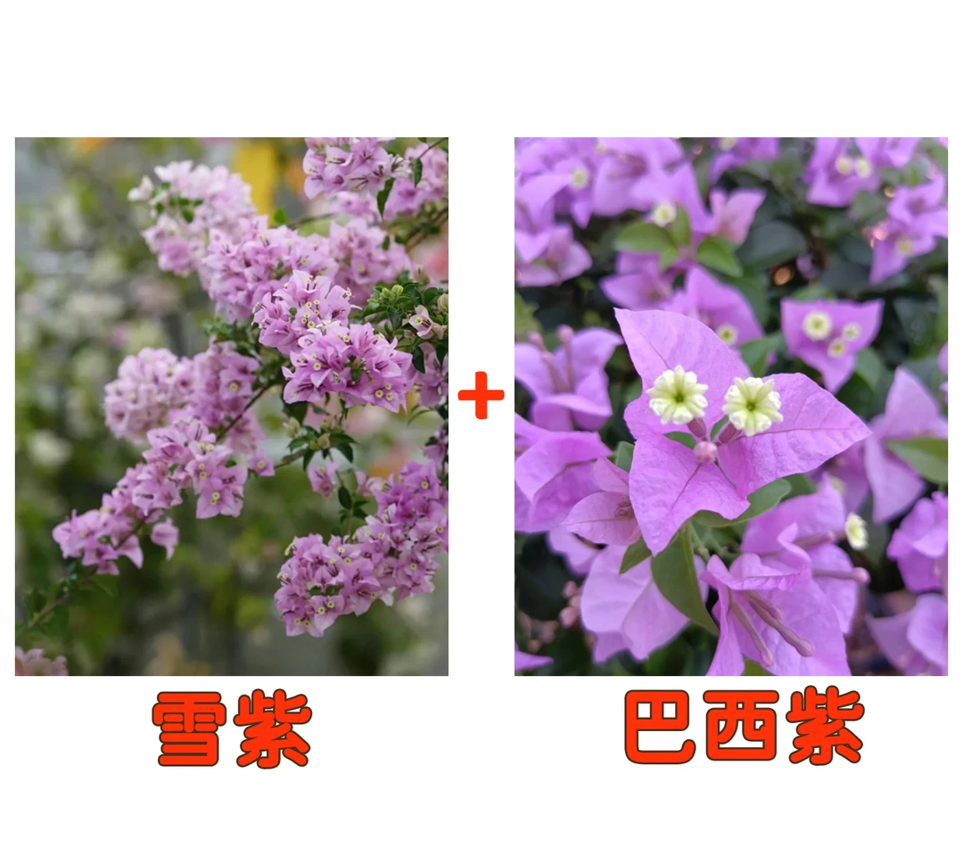 【雪紫+巴西紫】到手2颗勤花耐热三角梅基地直邮不带花不带盆