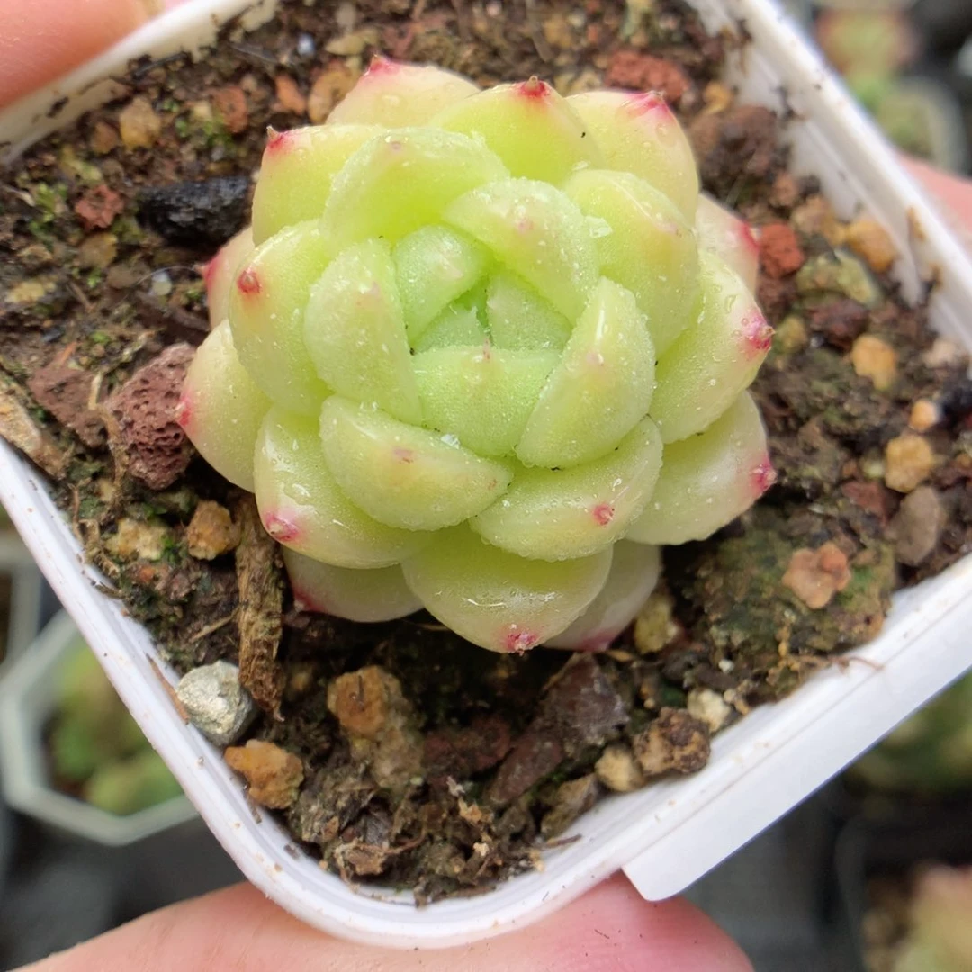 W120y y y y y y y y